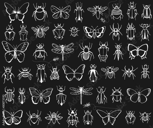 Chalkboard hand drawn insects