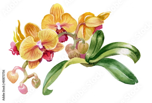 Watercolor colorful orchid flowers on white background