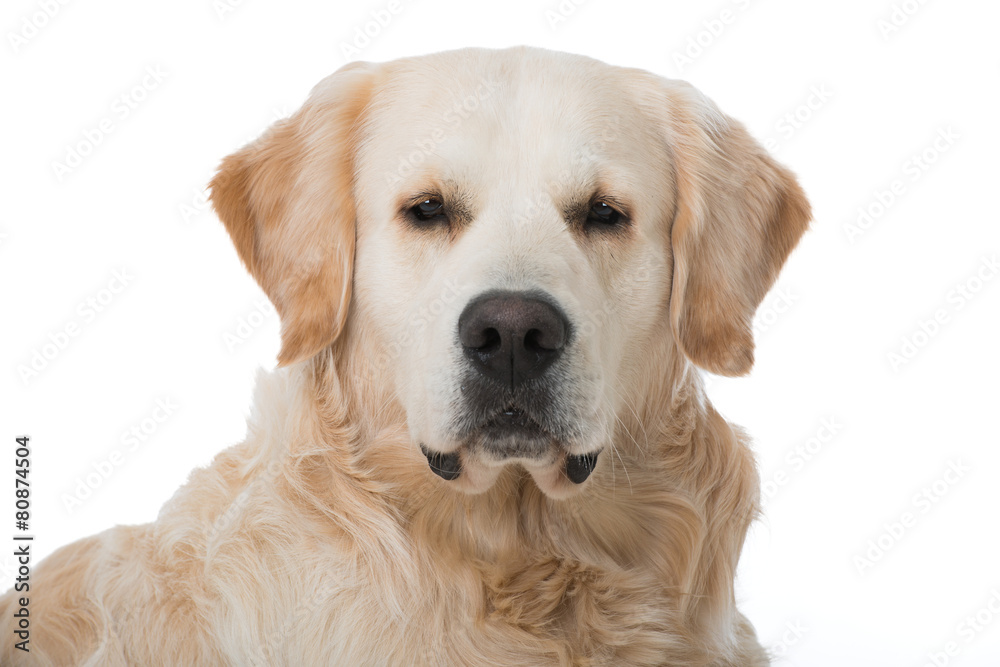 Golden Retriever Golden Retriever