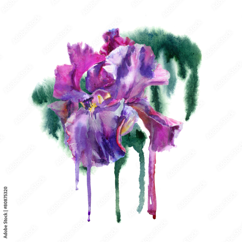 Fototapeta premium Watercolor flower. Purple iris.