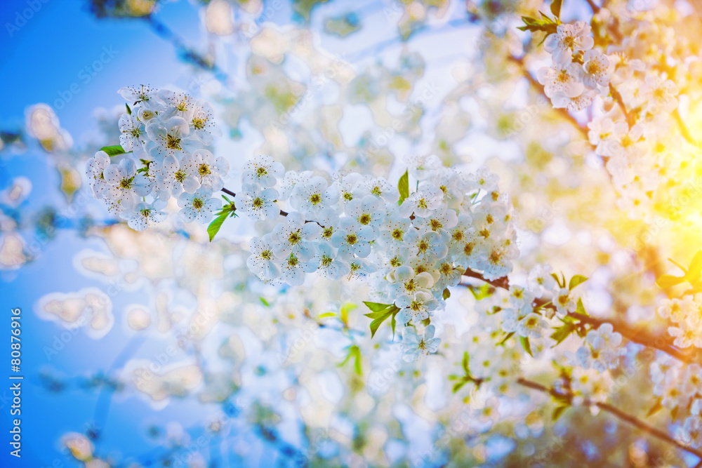 branch of cherry tree with beautiful flowers floral background i