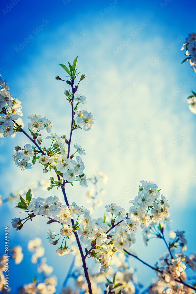 branches of blossoming cherry tree floral background instagram s