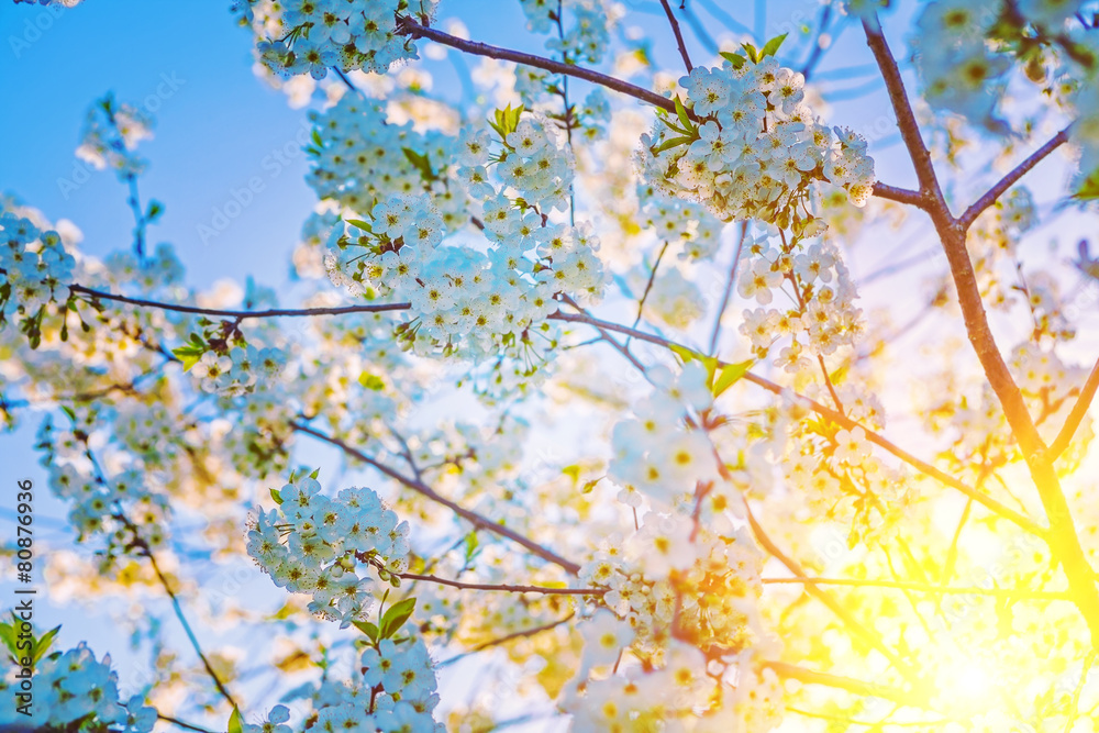 branches with flowers of blossoming cherry tree on sunrise flora branches with flowers of blossoming cherry tree on sunrise flora