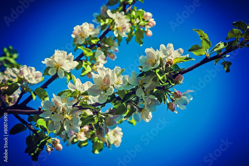 branch of apple tree with blossoming flowers instagram stile