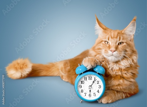 Fototapeta Naklejka Na Ścianę i Meble -  New. Kitten with alarm clock displaying 2015 year