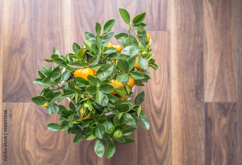 Mandarin tree on the floor