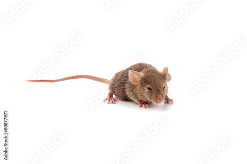 Small mouse © Sergii Figurnyi
