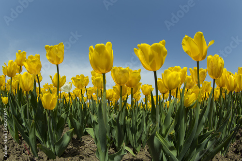 Fototapeta Naklejka Na Ścianę i Meble -  Tulips istanbul