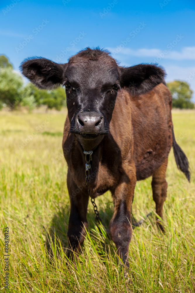 calf calf