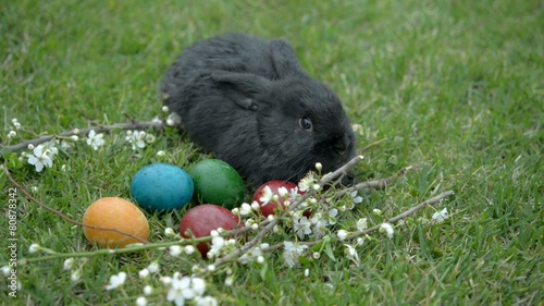 Black Easter bunny rabbit on grass. Easter eggs and flowering tree branch.