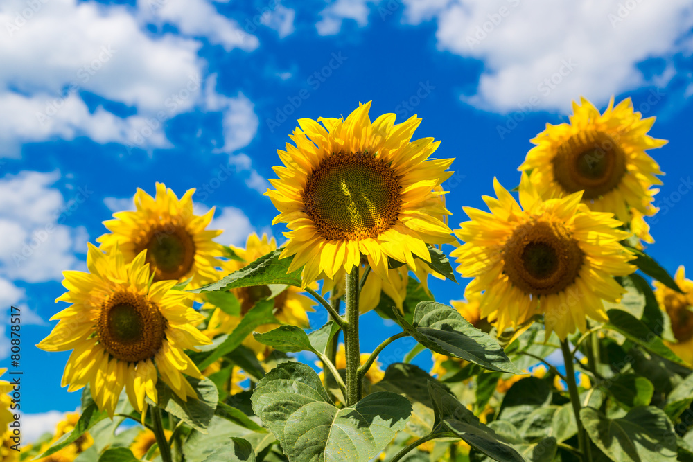 Obraz premium sun flowers field in Ukraine sunflowers