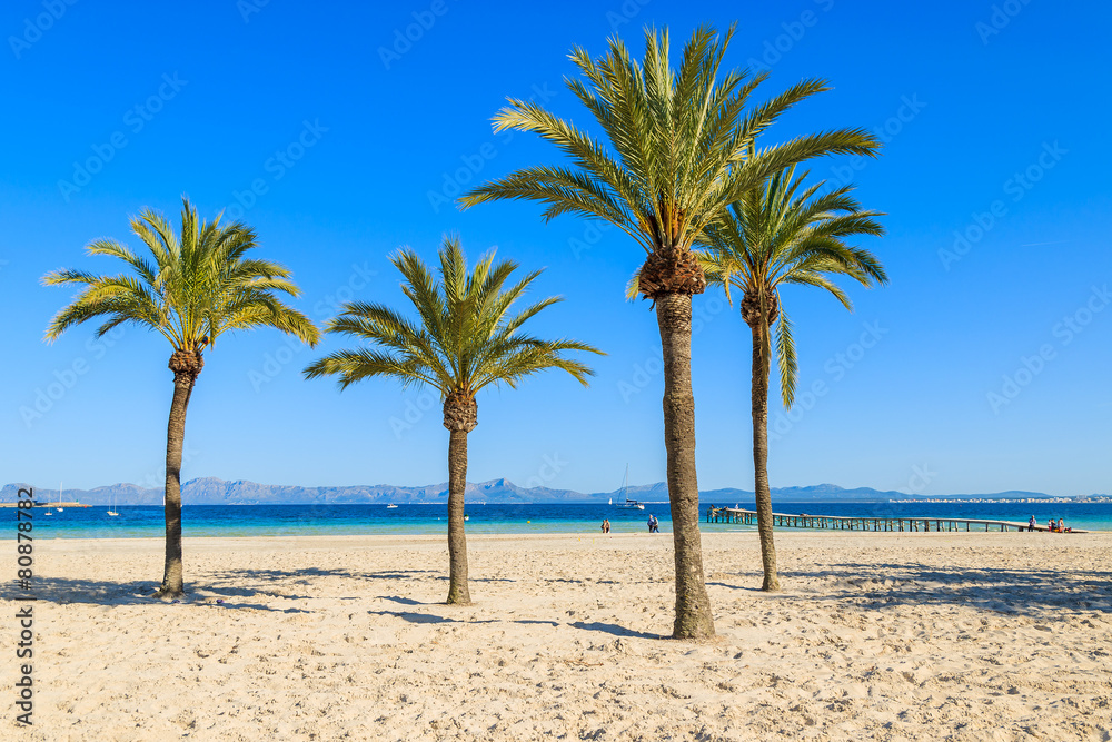 Palm trees on sandy Alcudia beach, Majorca island, Spain