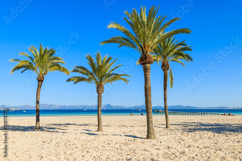 Palm trees on sandy Alcudia beach, Majorca island, Spain