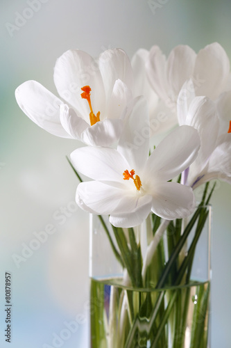 Fototapeta Naklejka Na Ścianę i Meble -  White crocus in glass vase on light background