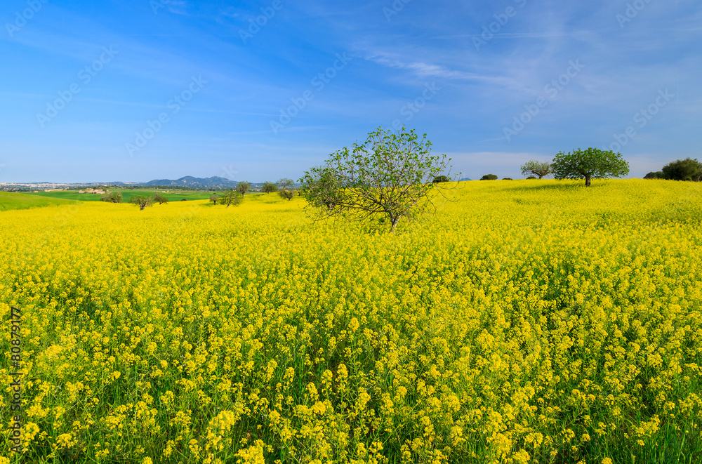 Canola field in spring landscape of Majorca island, Spain