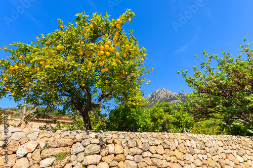 Lemon tree in spring in Deia village, Majorca island, Spain