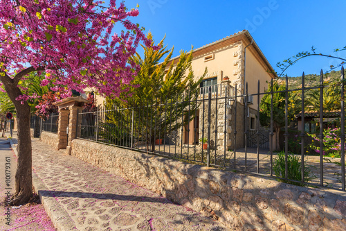 Blooming tree on street in Valdemossa village  Majorca island