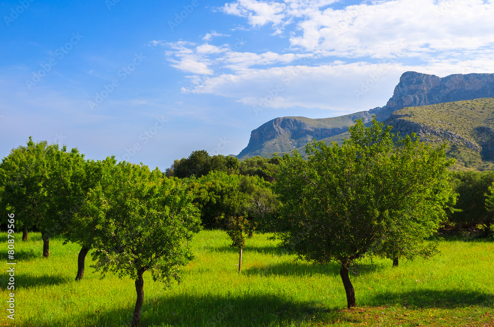 Green orchard in countryside landscape of Majorca island, Spain