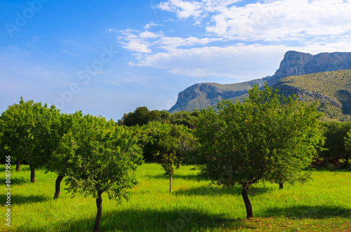 Green orchard in countryside landscape of Majorca island  Spain