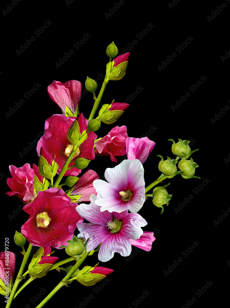 Fototapeta premium mallow flowers isolated on black background