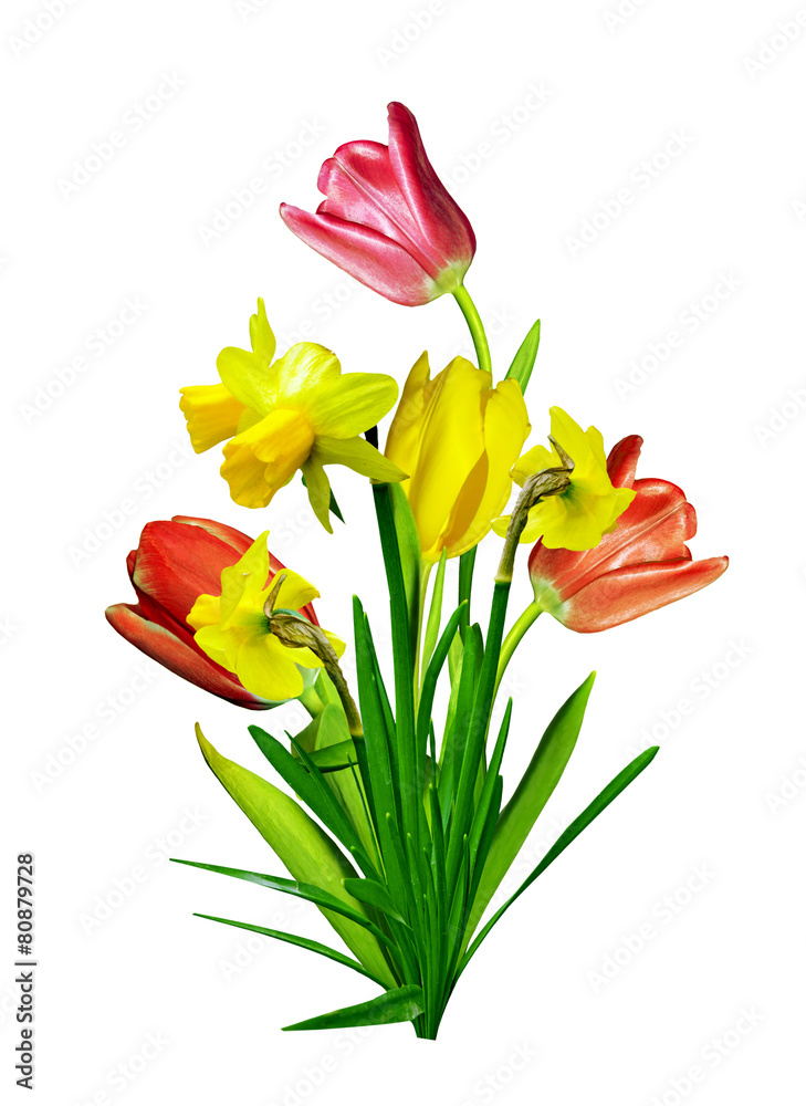 spring flowers tulips isolated on white background. narcissus spring flowers tulips isolated on white background. narcissus