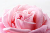Beautiful fresh rose, closeup