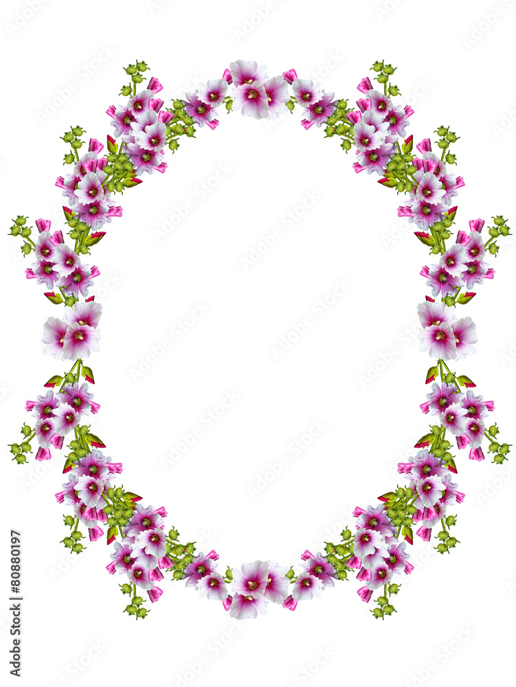 mallow flowers isolated on white background. frame mallow flowers isolated on white background. frame