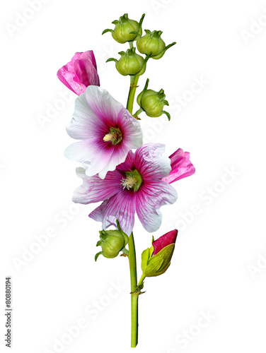 mallow flowers isolated on white background