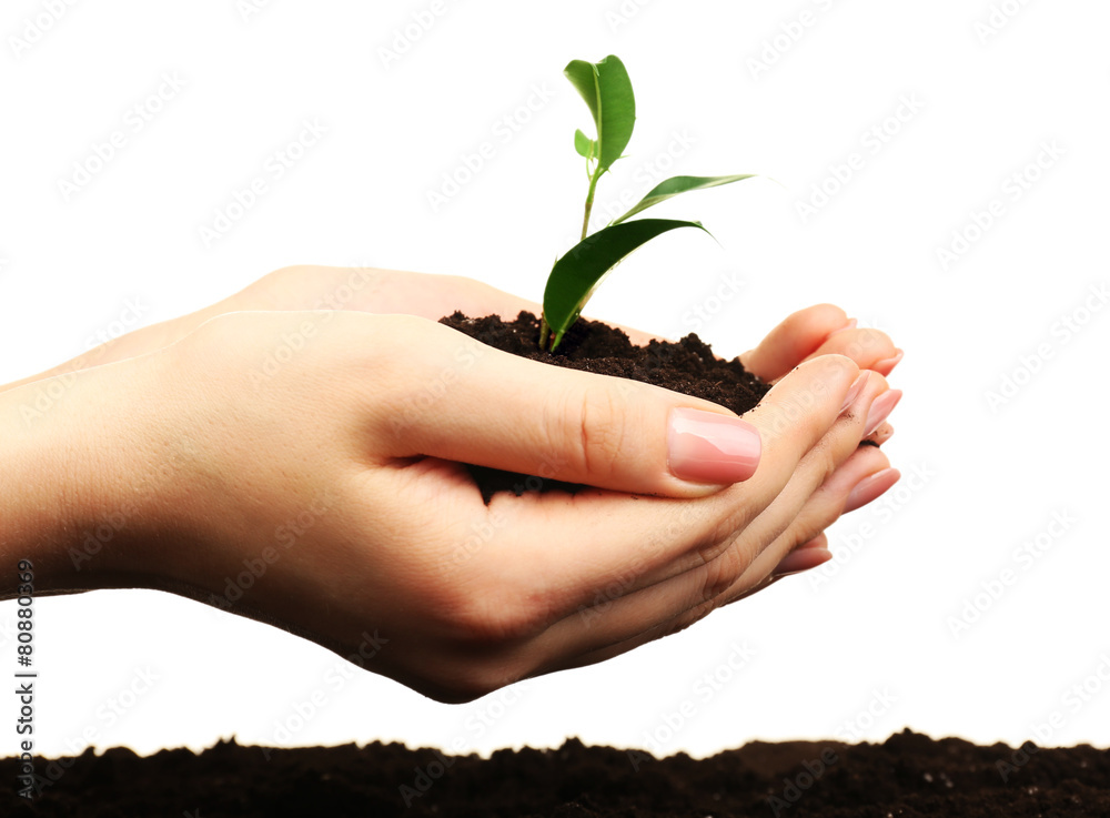 Female handful of soil with small green plant isolated on white Female handful of soil with small green plant isolated on white