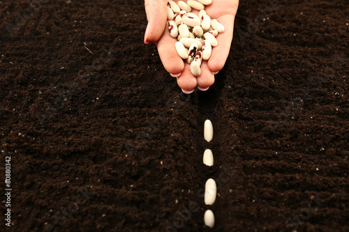 Female hand planting white bean seeds in soil, closeup