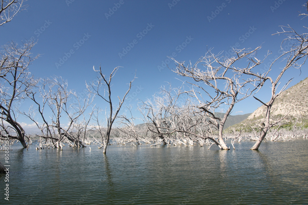 République Dominicaine - arbres fossilisés du lago Enriquillo