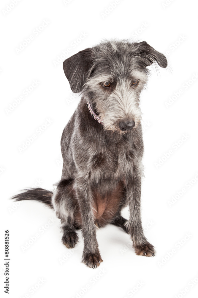 Gray Terrier Dog Looking Down