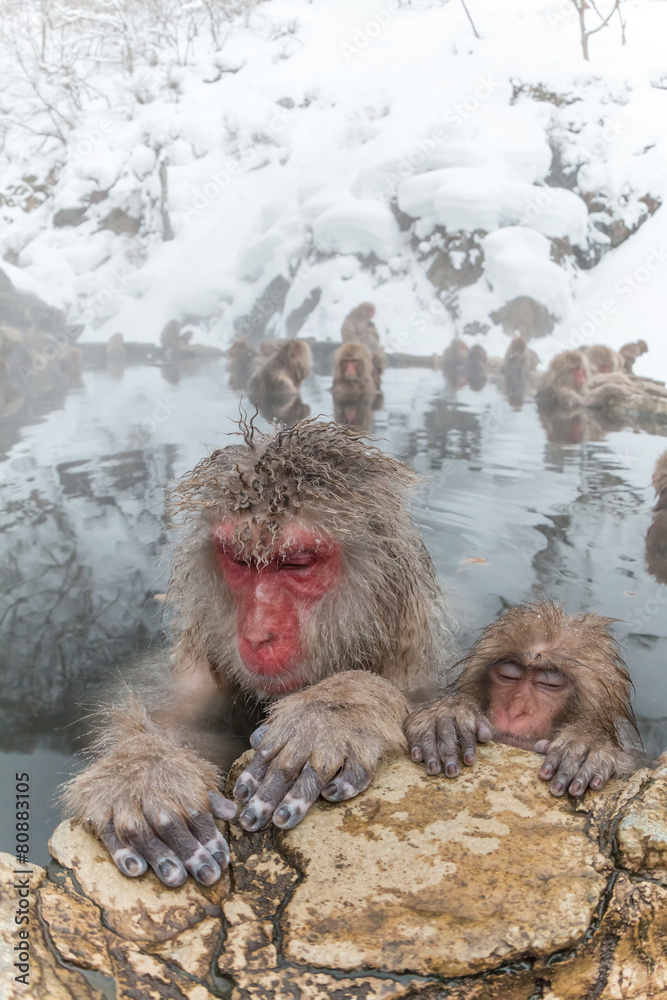 Obraz premium 温泉のおさるさん Monkeys and snow-see viewing hot spring