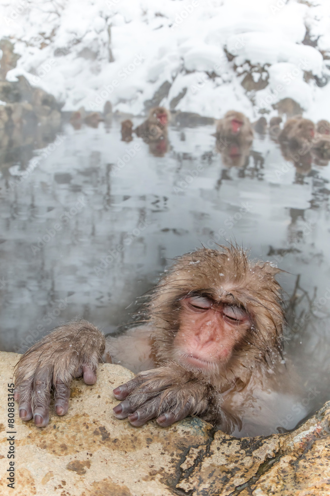 Fototapeta premium 温泉のおさるさん Monkeys and snow-see viewing hot spring
