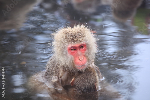 Monkey mother and baby in hot spring