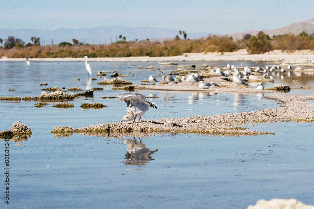 Naklejka premium Birds in the Salton Sea