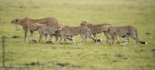 cheetah with cubs