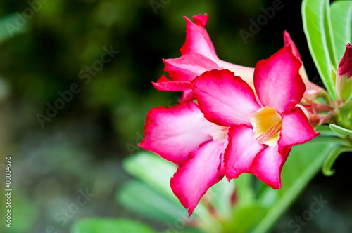 Plumeria flowers