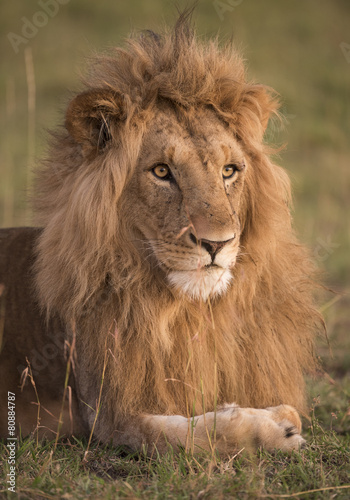 Kenya  Africa  Masai Mara  male lion
