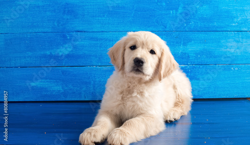 Photography English Golden Retriever Puppy on Blue Wood