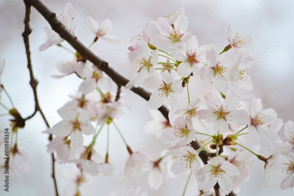 桜 ソメイヨシノ 桜 ソメイヨシノ