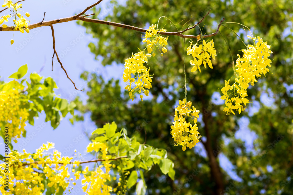 Beautiful yellow flower Golden shower on tree Beautiful yellow flower Golden shower on tree