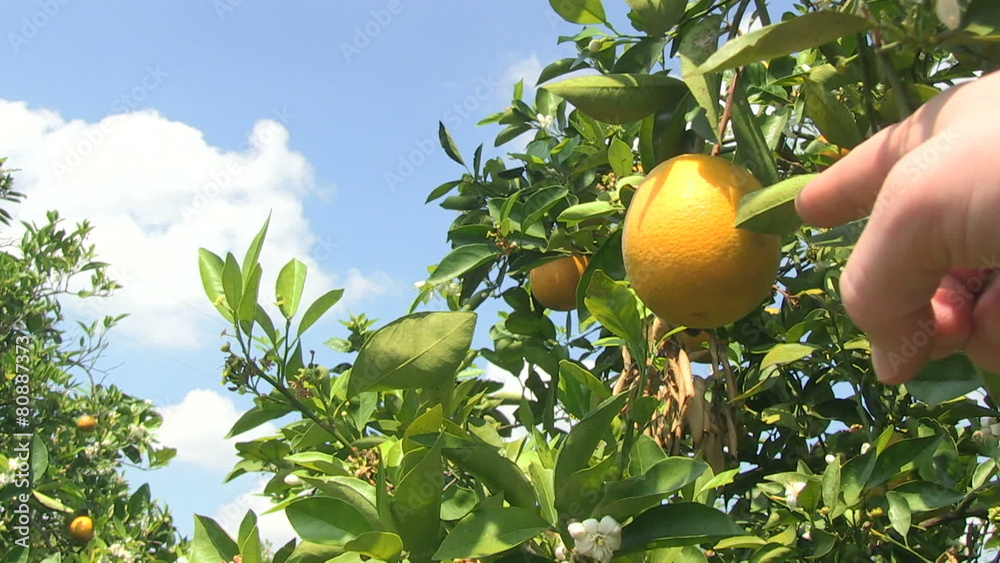Finger points at healthy orange