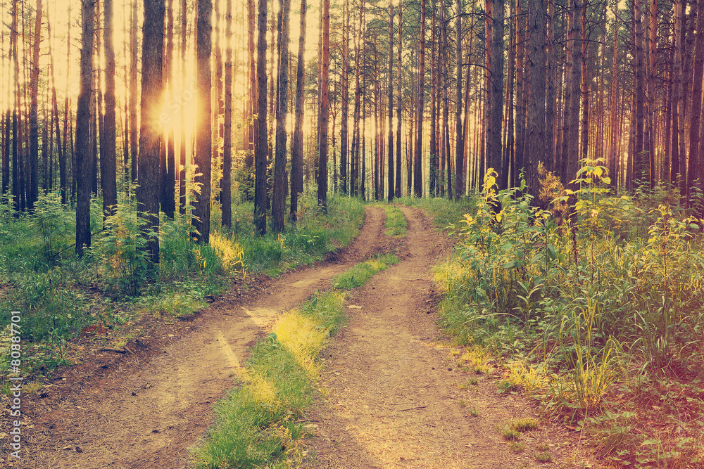 Obraz premium sunset in the forest, instagram retro style