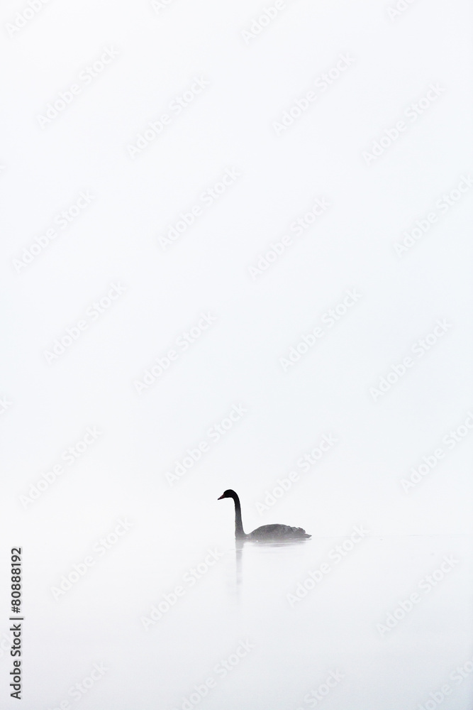 Obraz premium Grauer Nebelschwan