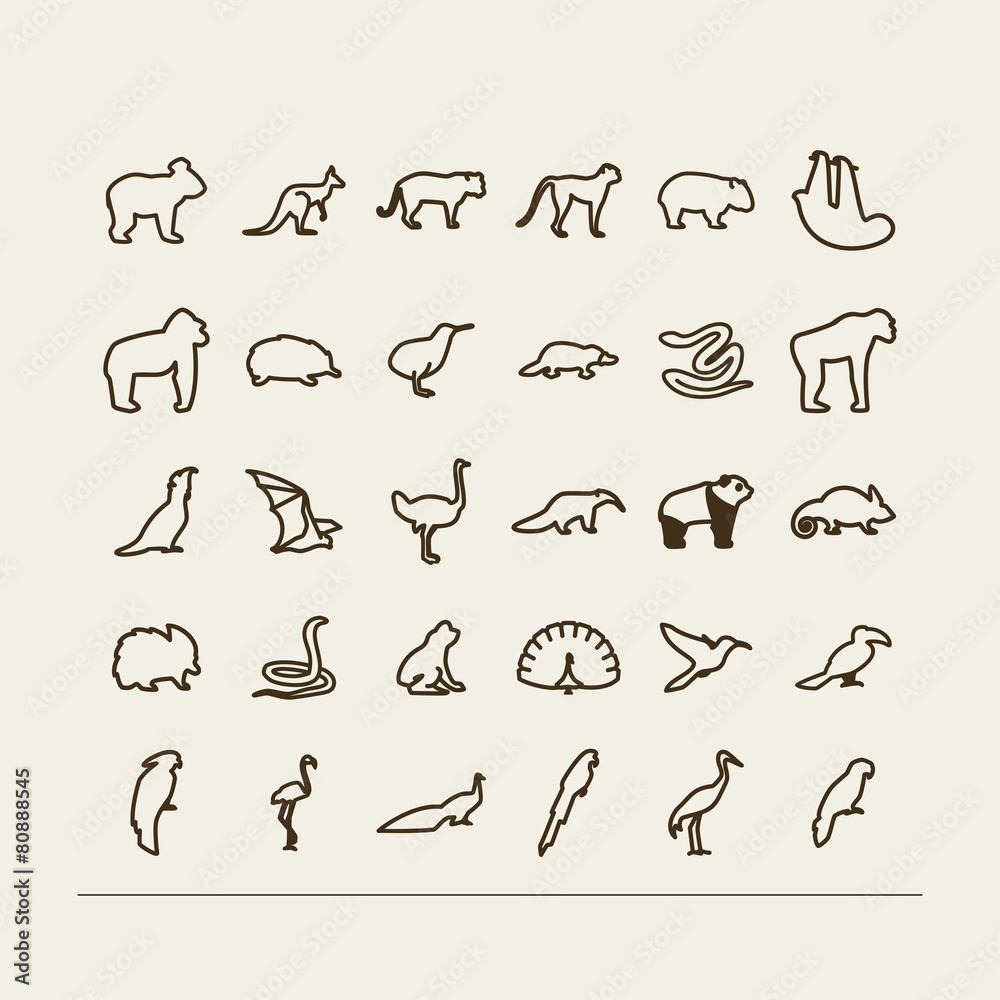Animals - Tropics, Australia Animals - Tropics, Australia