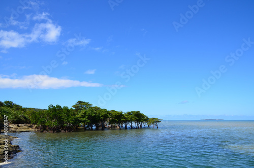 Wallpaper Mural 沖縄県　西表島　大見謝ロードパークから見えるマングローブ Torontodigital.ca