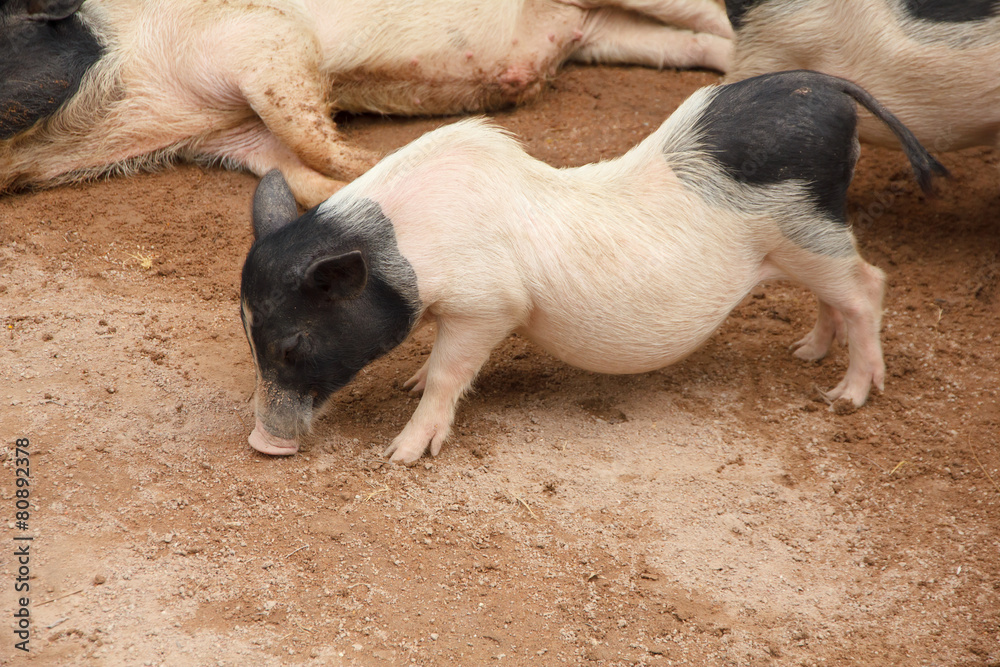 Happy pigs - Stock Image
