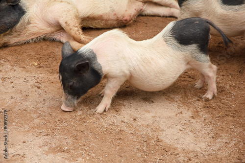 Happy pigs - Stock Image © singkamc