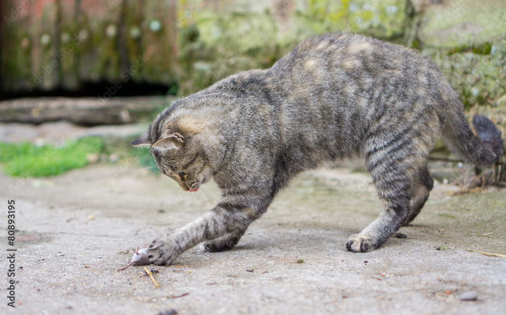Fototapeta premium Cat and mouse